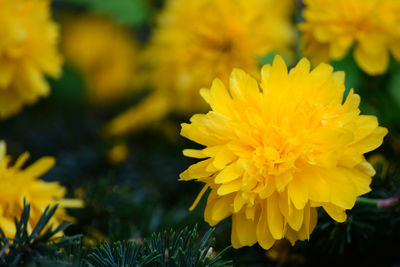 Close-up of yellow flower