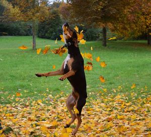 Dog jumping on field during autumn