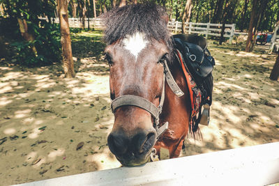 Portrait of horse in pen