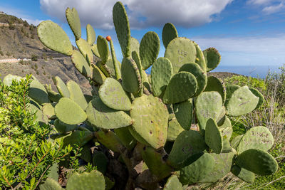 Close-up of succulent plant growing on field against sky