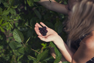 Overhead view of woman harvesting blackberries from plants at farm