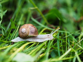 Close-up of snail on leaf