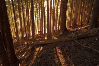 Man riding bicycle amidst trees in forest