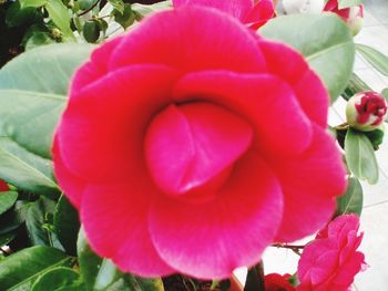 Close-up of pink flowers blooming outdoors