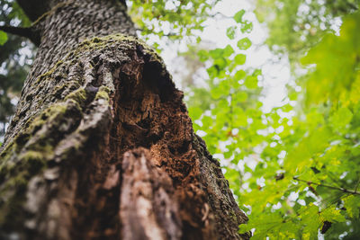 Low angle view of lichen on tree trunk