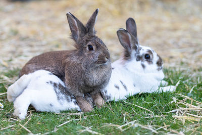 Close-up of rabbits relaxing on field