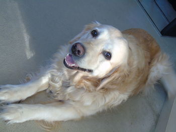 Dog looking away