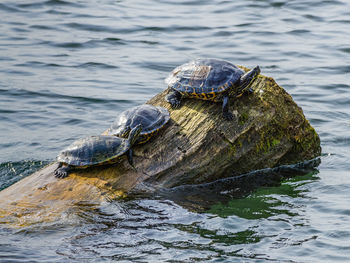 A close-up shot of turtles on a log at coulon park in renton, washington.