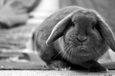 Close-up of rabbit 