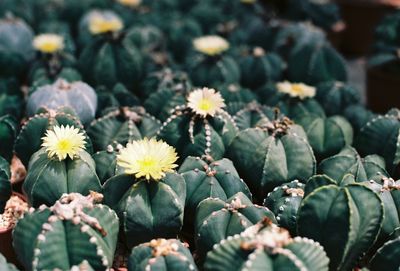 Close-up of flowering plant