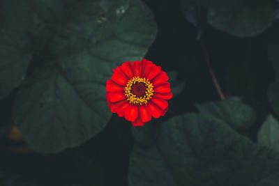 Close-up of red flower