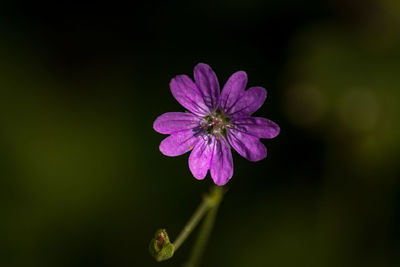 Close-up of flower blooming outdoors