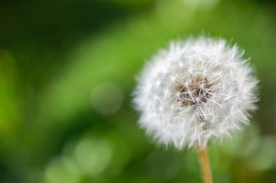 Close-up of dandelion against blurred background