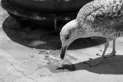 Close-up of duck