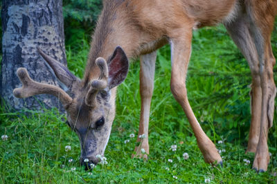 Deer in a field