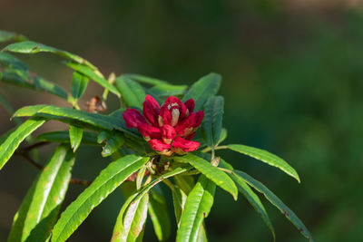 Close-up of pink flowering plant