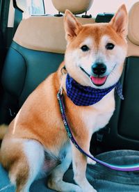 Close-up of dog sitting on seat