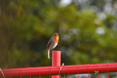 Close-up of bird perching on railing