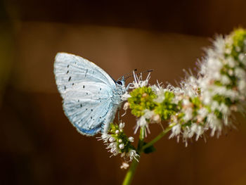 Close-up of butterfly pollinating on flower