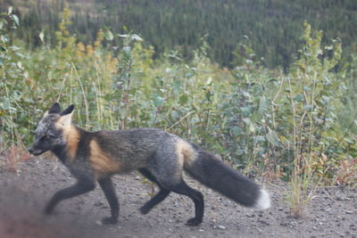 Side view of cat walking on field