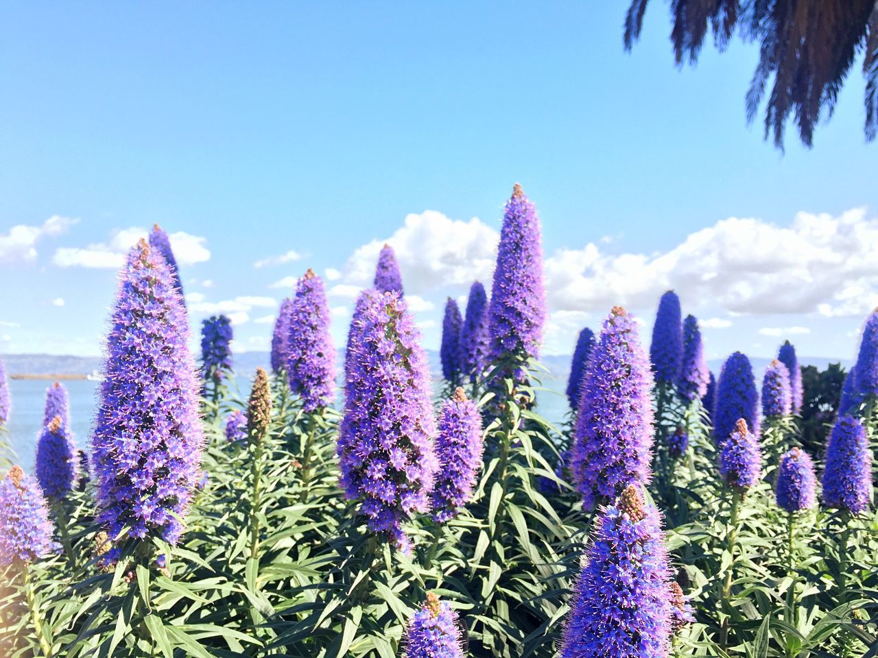 flower, growth, purple, beauty in nature, blue, sky, plant, freshness, nature, fragility, field, tranquility, blooming, tranquil scene, scenics, day, tree, outdoors, in bloom, cloud - sky