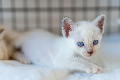 Close-up of kitten looking away on bed