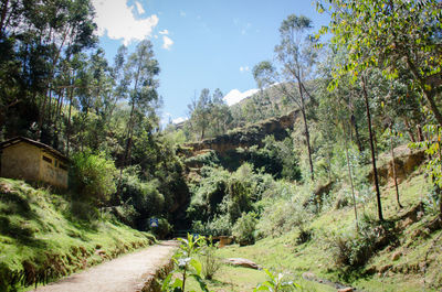 Panoramic view of trees on landscape against sky