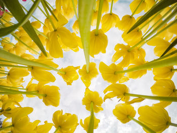 Close-up of yellow flowering plant