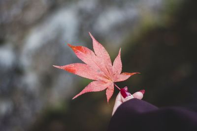 Close-up of red maple leaves