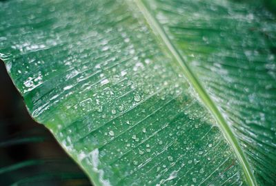 Close-up of water drops on leaf