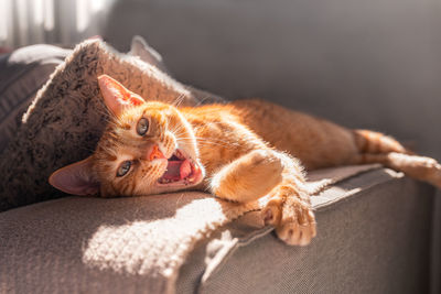 Portrait of cat lying on bed