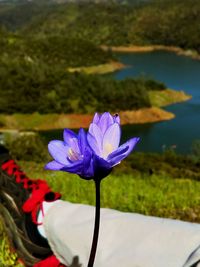 Close up of purple flowers blooming in pond