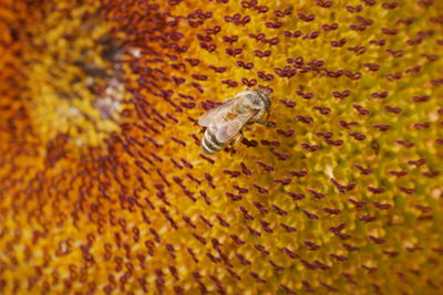 Close-up of insect on yellow flower