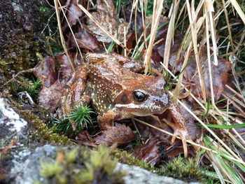 Close-up of frog