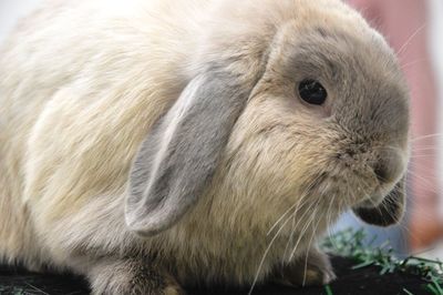 Close-up of rabbit