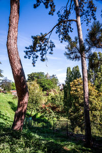 Trees on field against sky