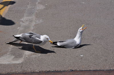 High angle view of seagulls on road