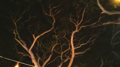Close-up of tree at night