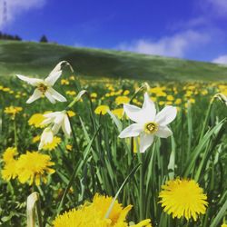 Close-up of fresh yellow flowers on field against sky