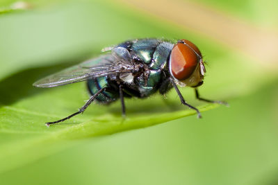 Close-up of fly on leaf