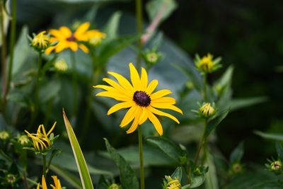 Close-up of yellow flowering plant