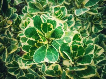 High angle view of fresh green leaves