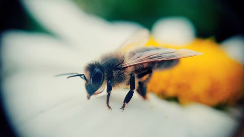 Close-up of insect