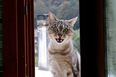 Close-up portrait of a cat