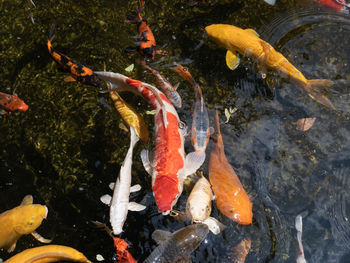 View of koi fish in water