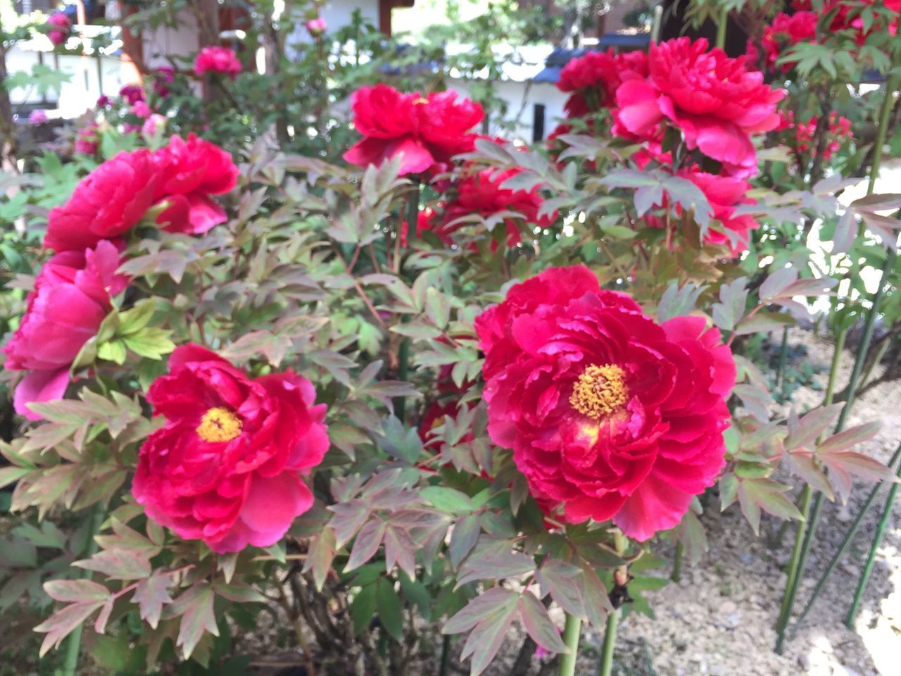 flower, petal, freshness, fragility, flower head, beauty in nature, growth, pink color, blooming, focus on foreground, plant, nature, close-up, in bloom, rose - flower, red, high angle view, day, outdoors, field