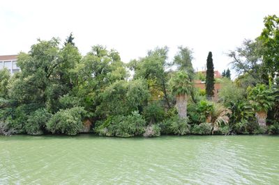 Trees by lake against sky