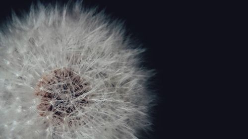 Close-up of dandelion against black background