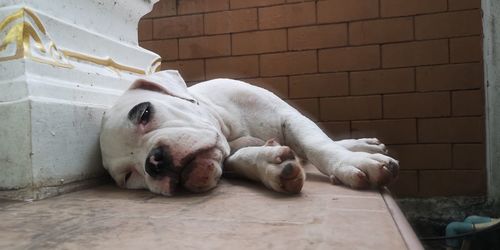 Close-up of a dog lying on floor