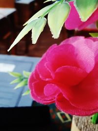 Close-up of pink flower blooming outdoors